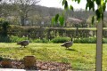 Atterrissage dans le jardin